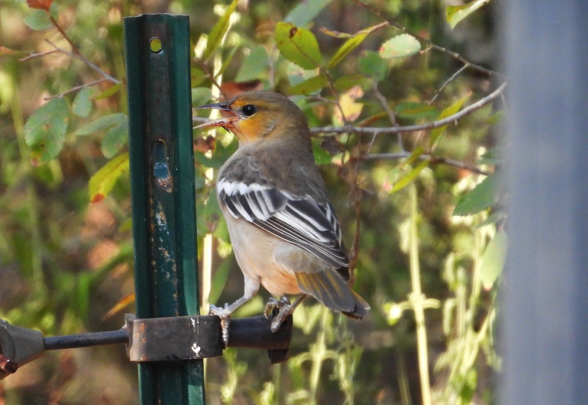 Bullock's Oriole - ML640505721