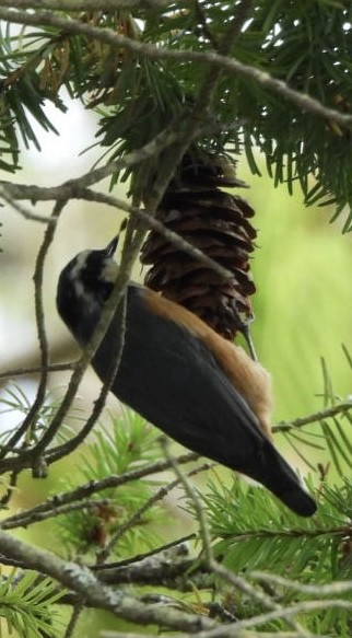 Red-breasted Nuthatch - ML640505729