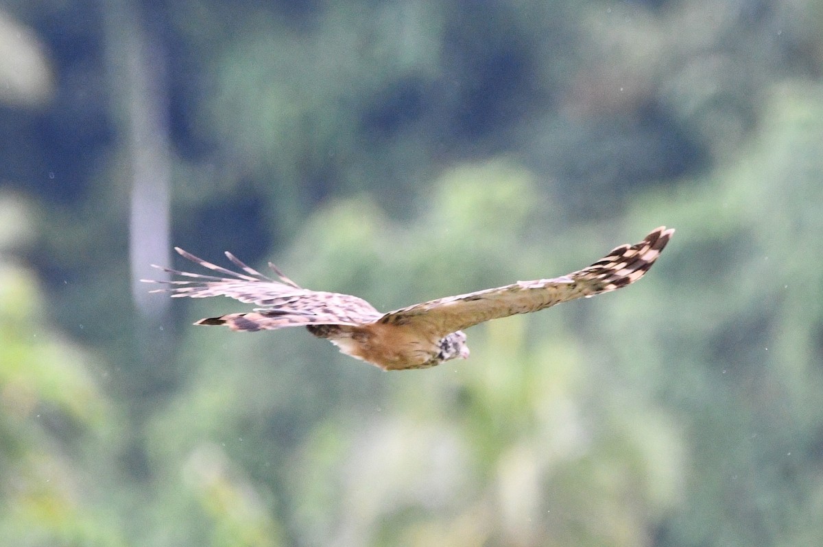 Long-tailed Honey-buzzard - ML640505733