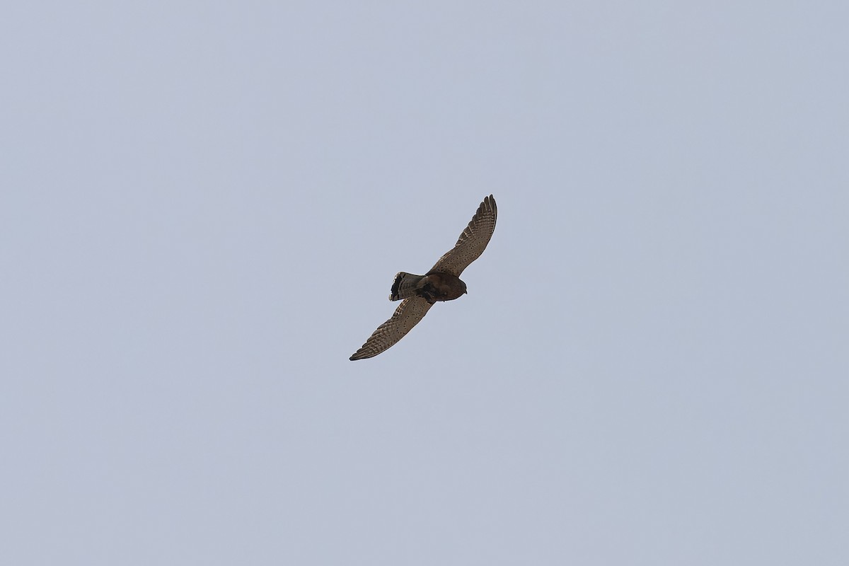 Rock Kestrel - ML640505742