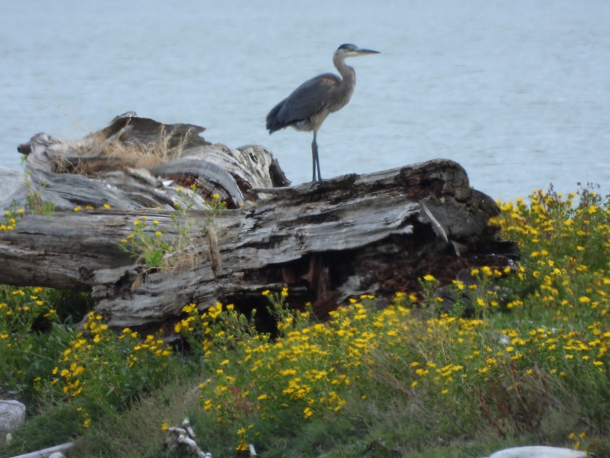 Great Blue Heron - ML640505745