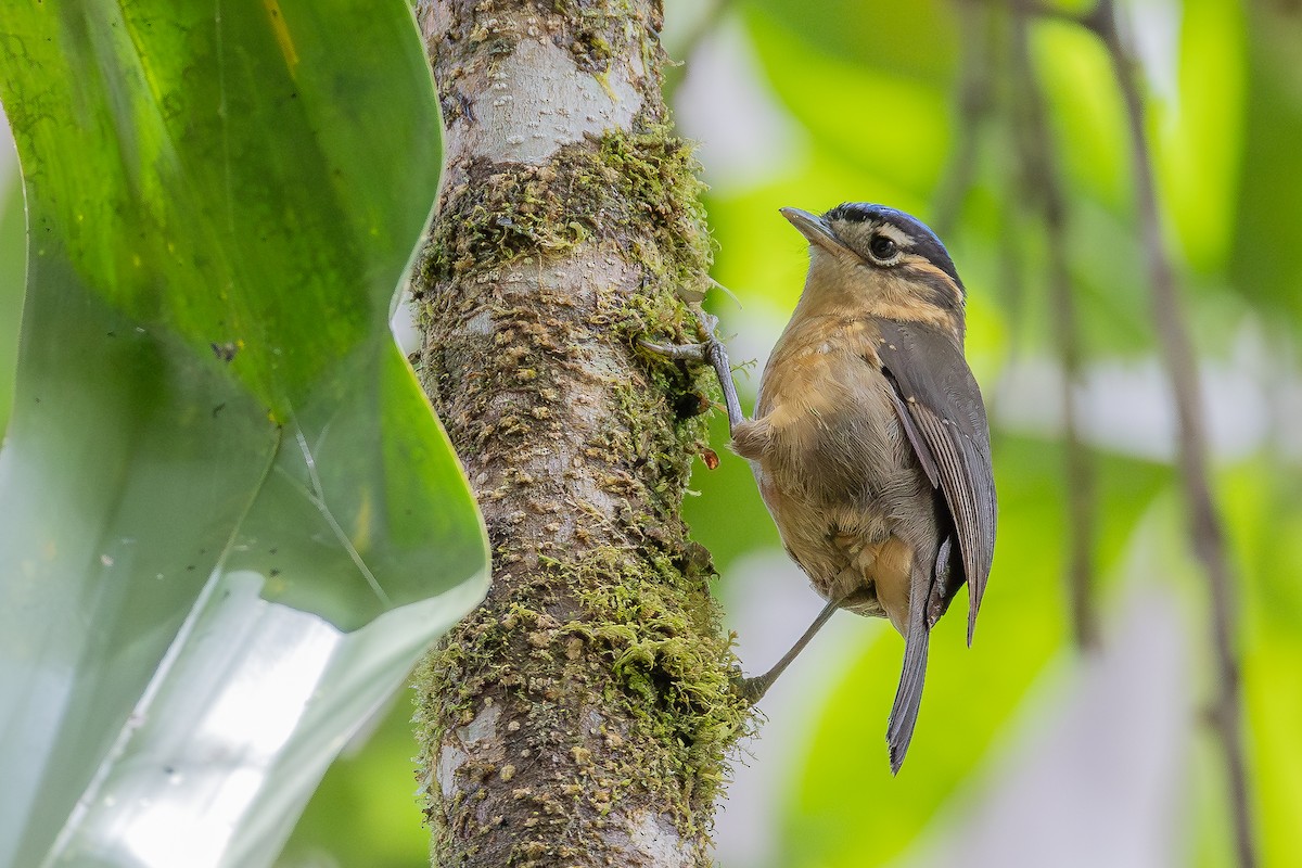 Blue-capped Ifrita - ML640505777