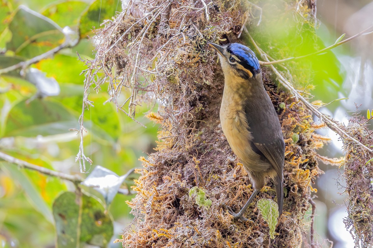 Blue-capped Ifrita - ML640505778