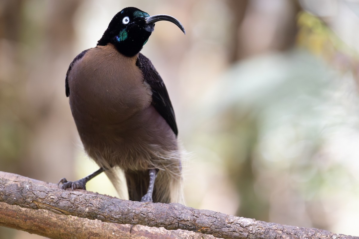 Brown Sicklebill - ML640505781