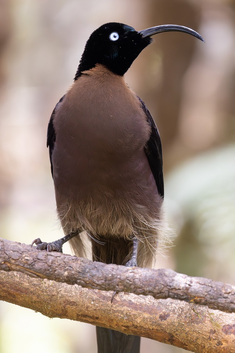 Brown Sicklebill - ML640505782