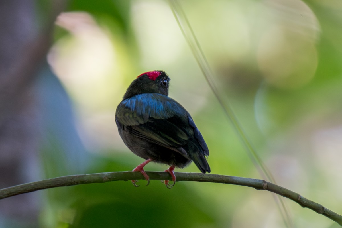 Blue-backed Manakin - ML640505806