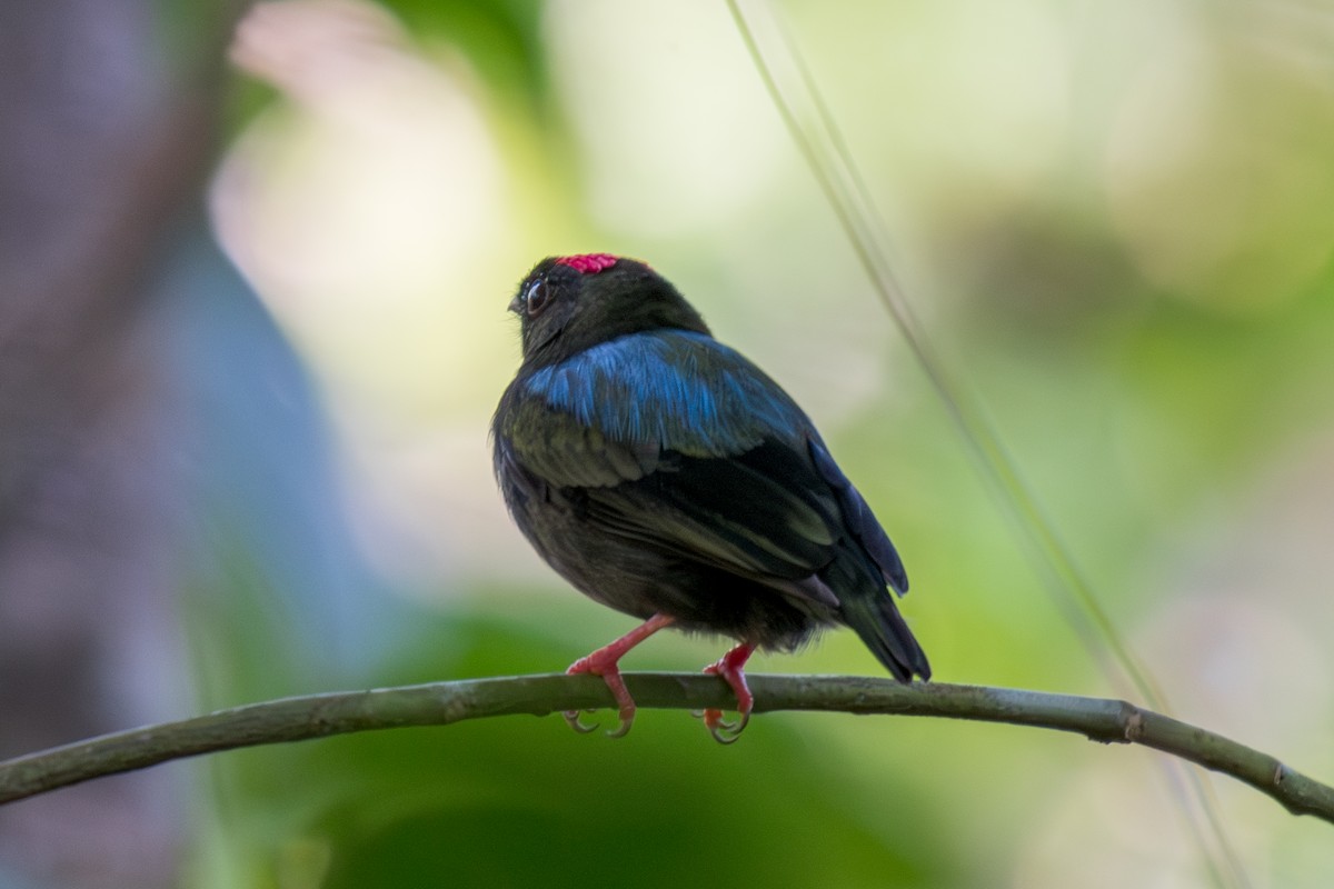 Blue-backed Manakin - ML640505808