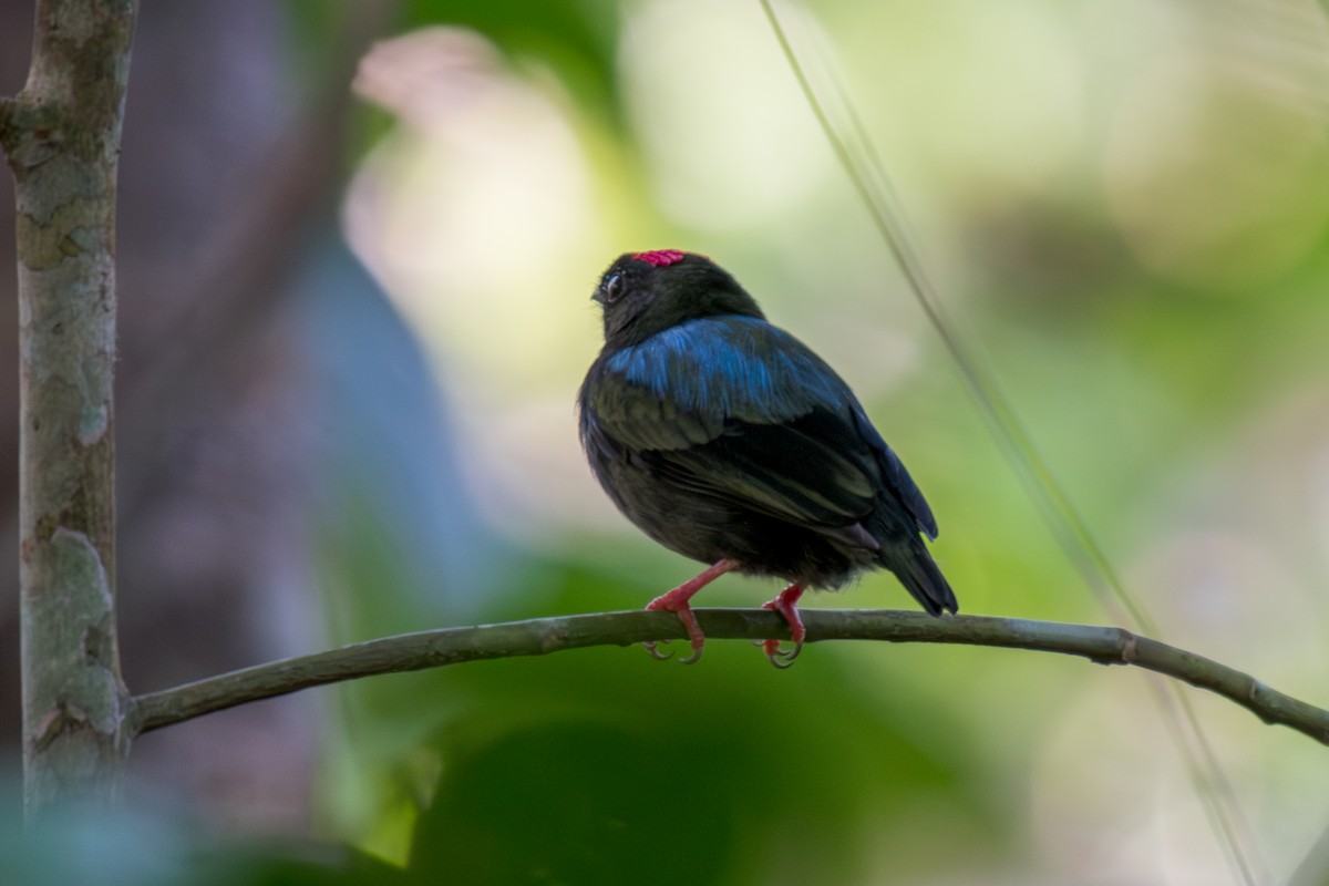 Blue-backed Manakin - ML640505809
