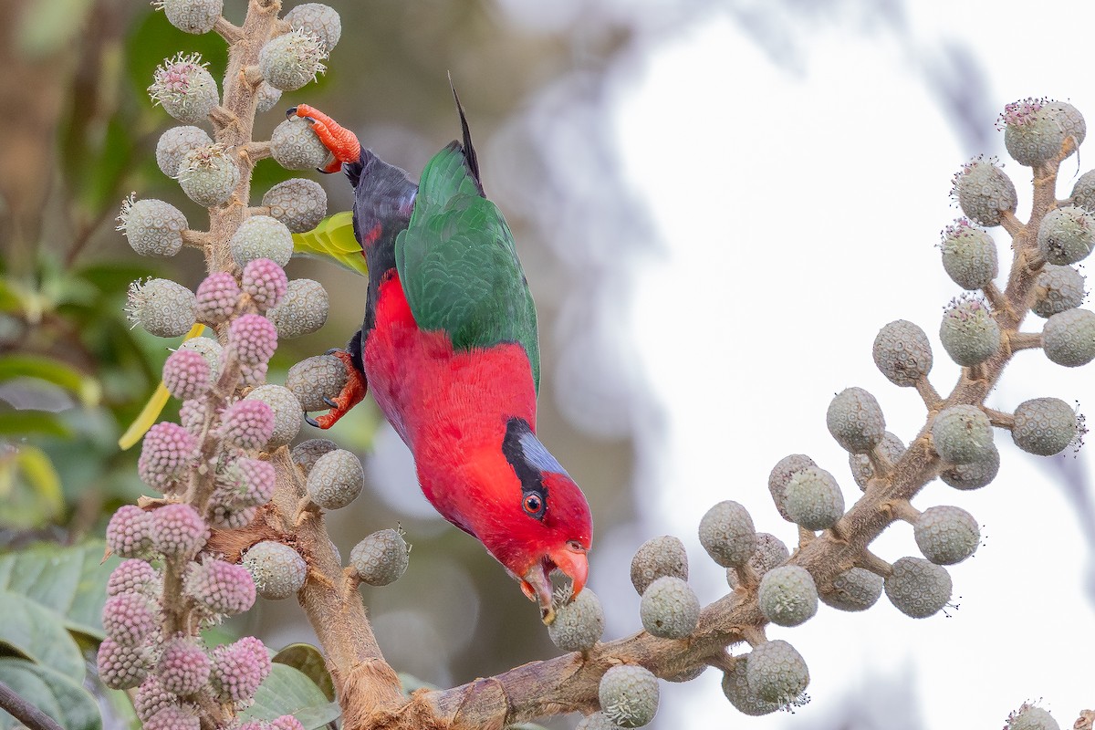 Stella's Lorikeet - ML640505816