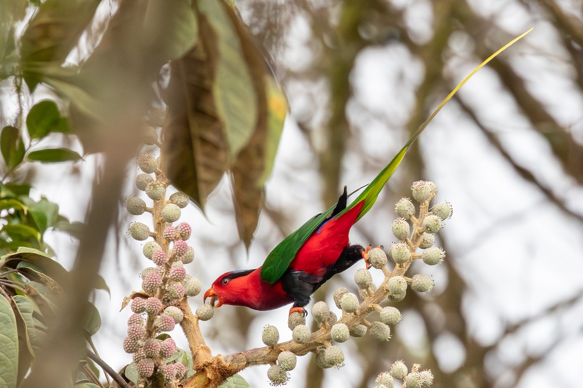Stella's Lorikeet - ML640505817