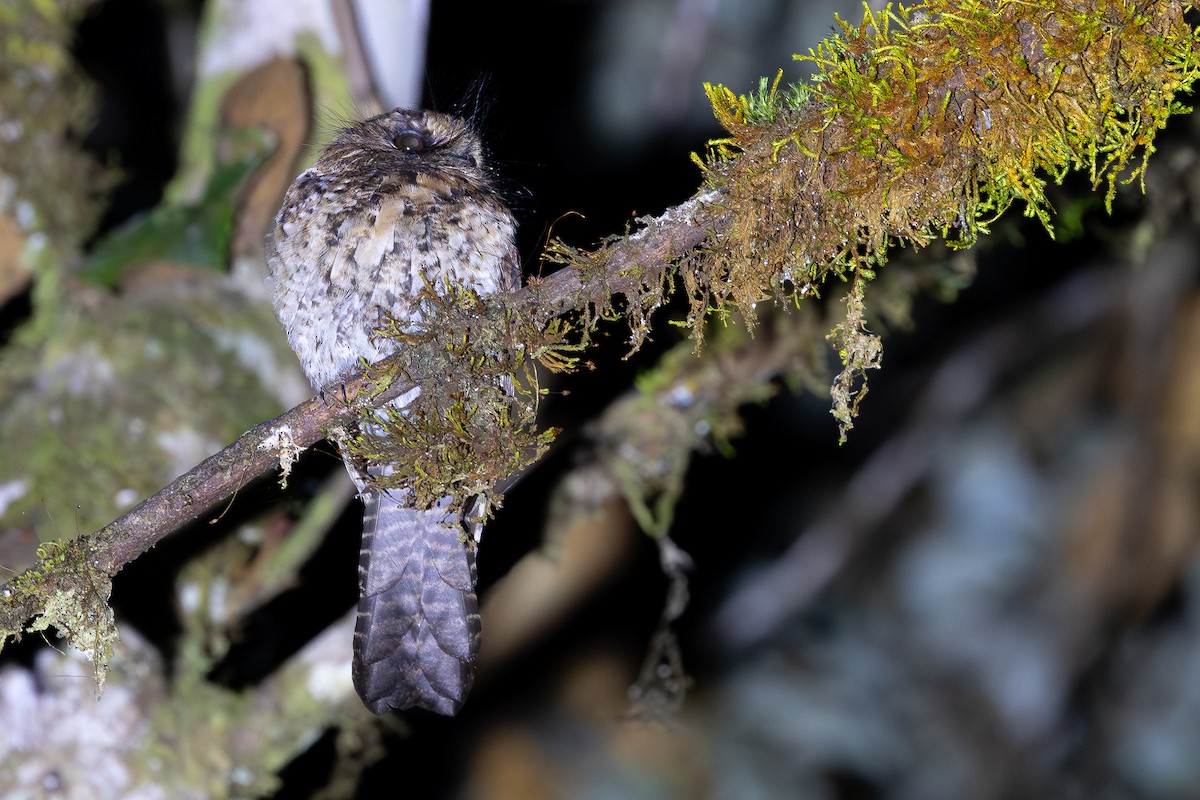 Mountain Owlet-nightjar - ML640505845
