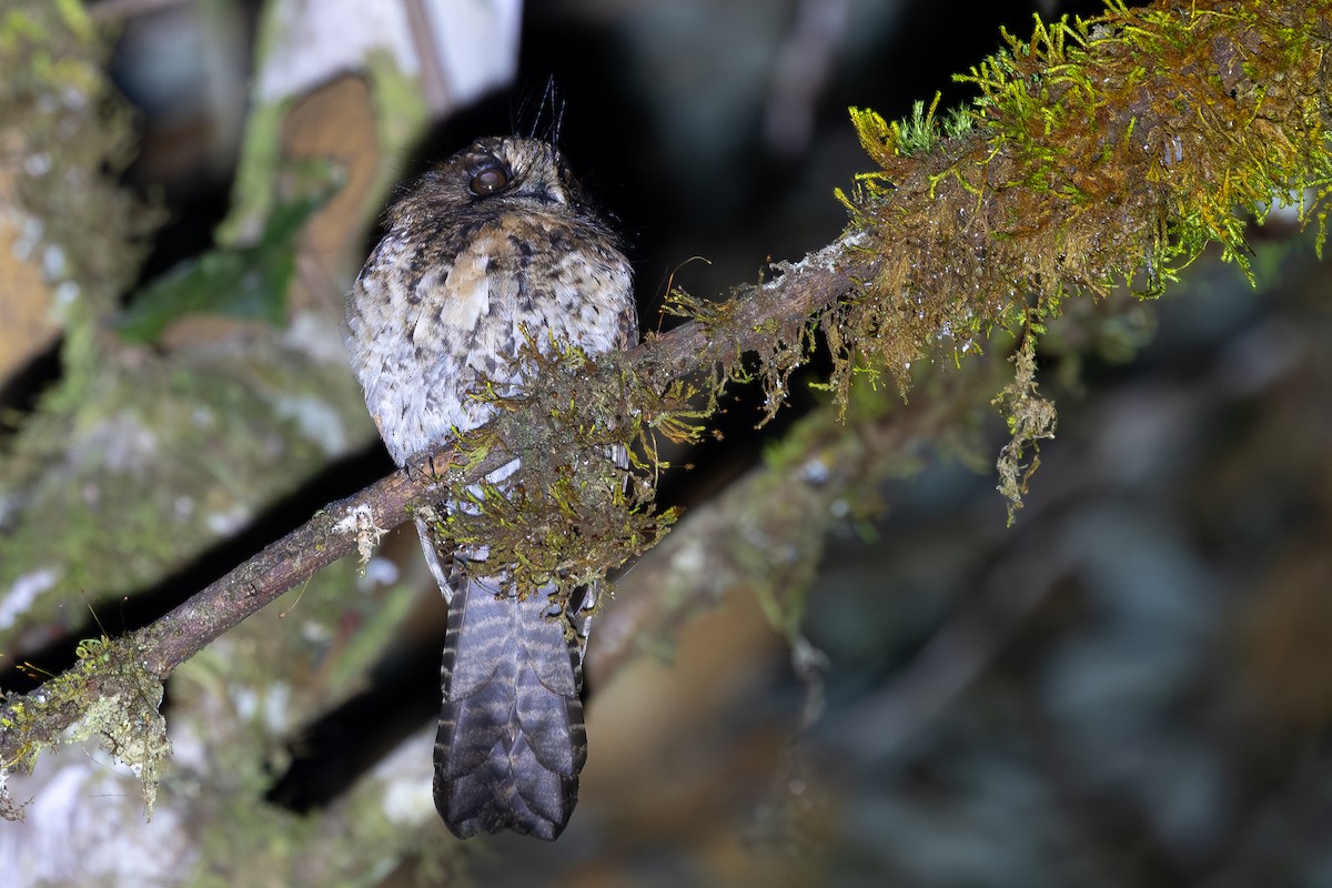 Mountain Owlet-nightjar - ML640505846