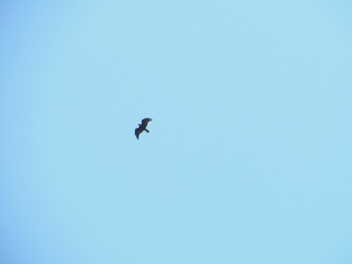 Zone-tailed Hawk - ML640505865
