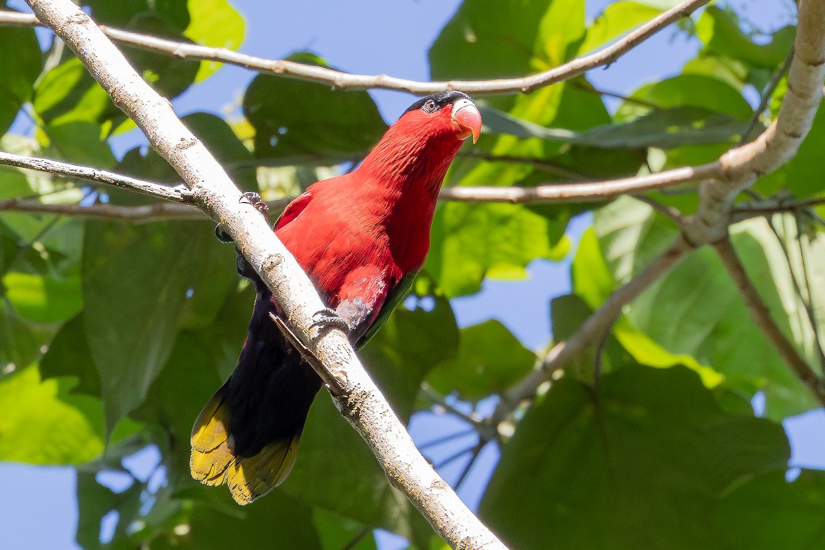 Purple-bellied Lory - ML640505877