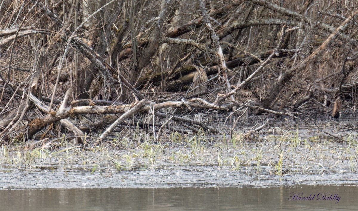 Eurasian Bittern - ML640505879