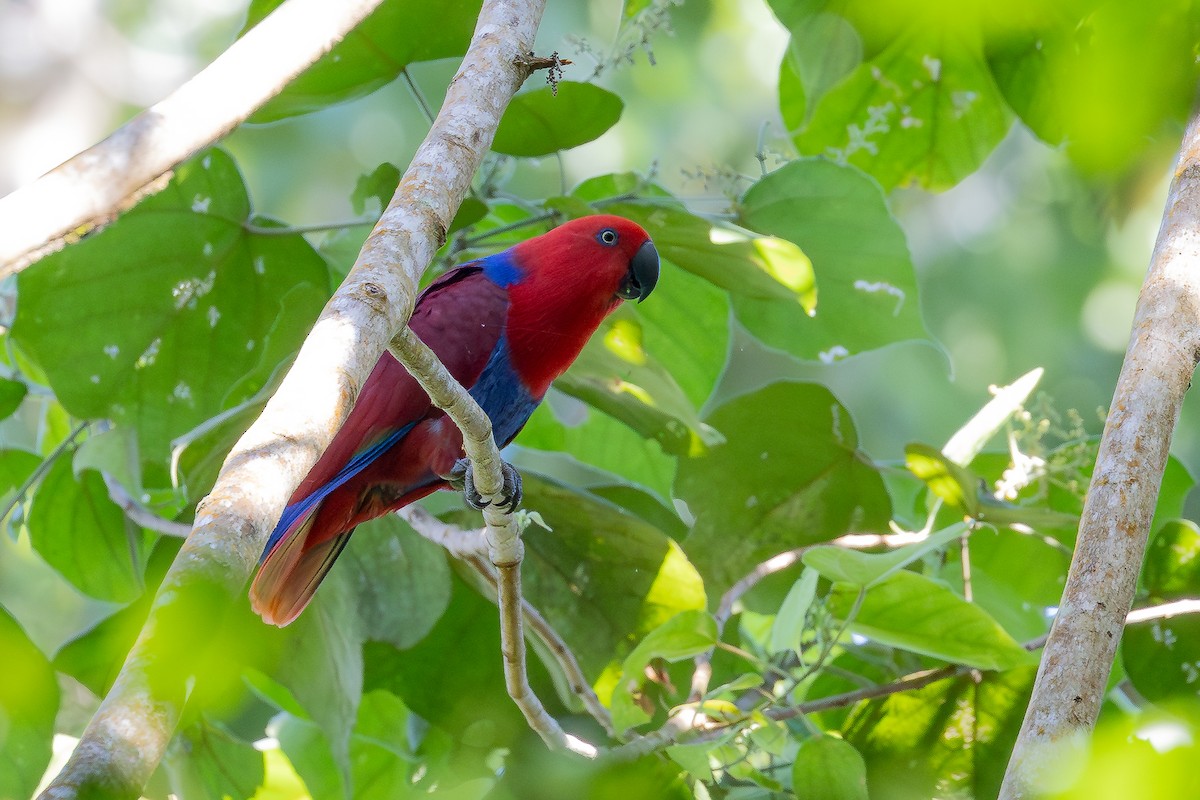 Papuan Eclectus - ML640505881