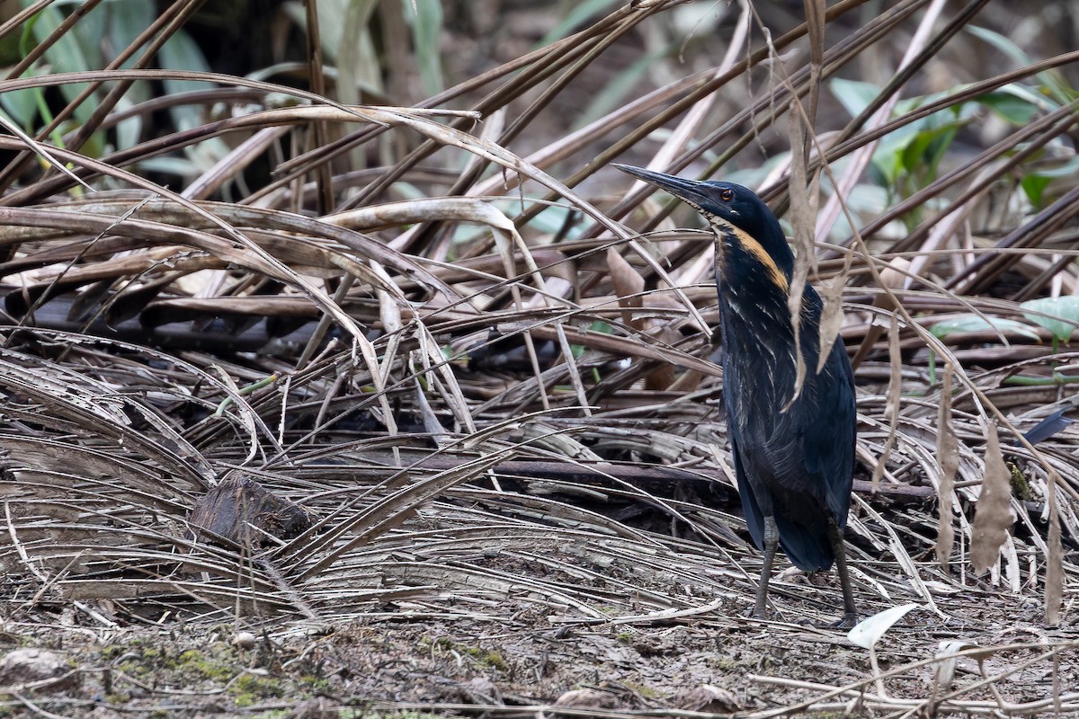 Black Bittern - ML640505885