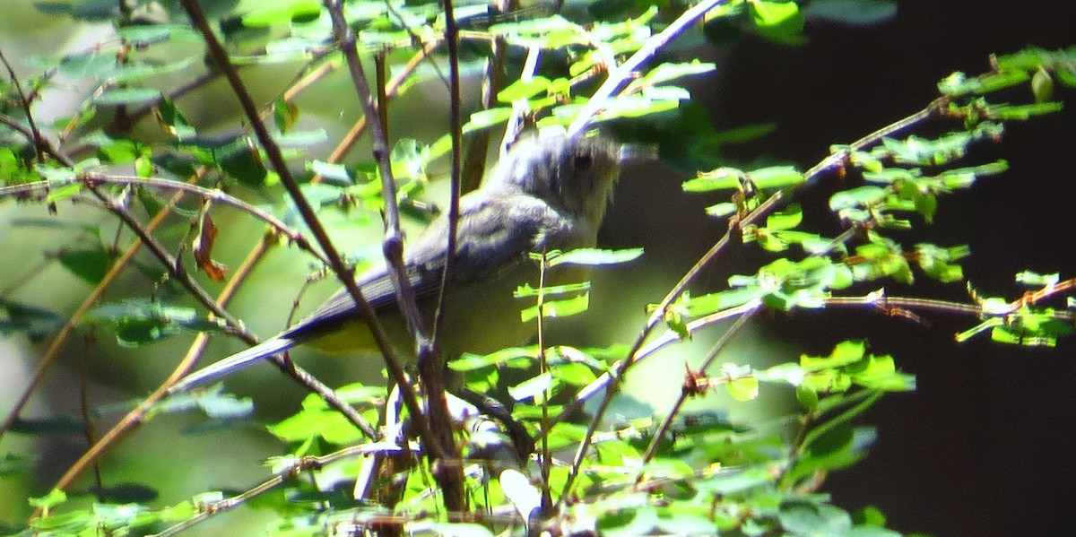 Virginia's Warbler - ML640505886