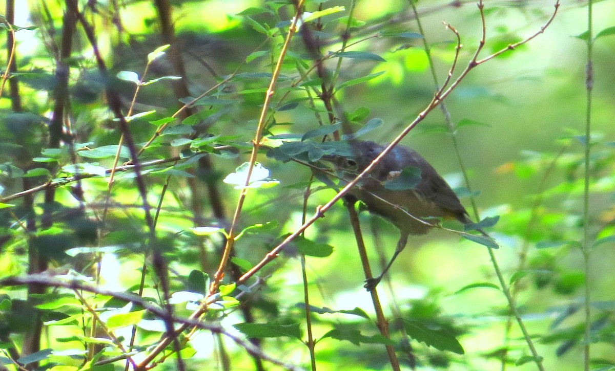 Virginia's Warbler - ML640505887