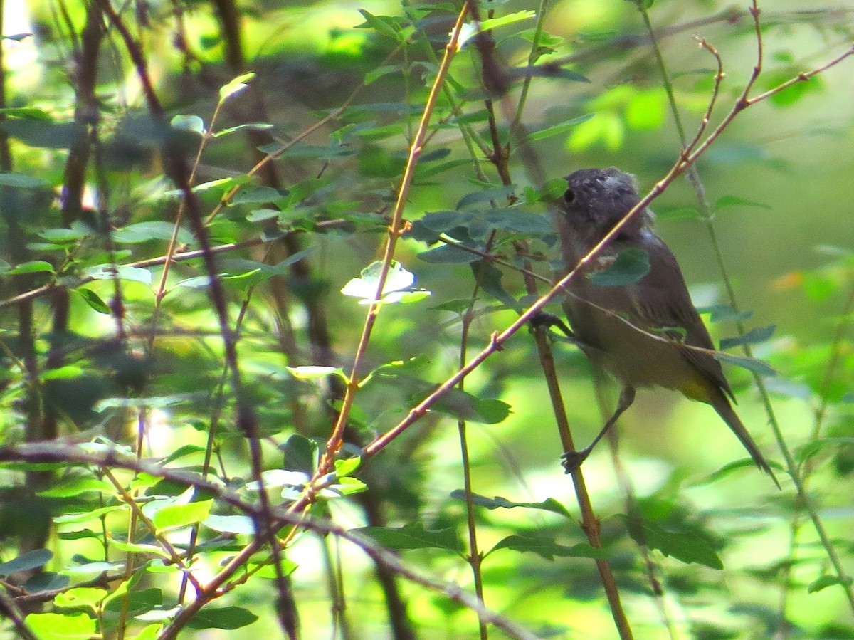 Virginia's Warbler - ML640505888