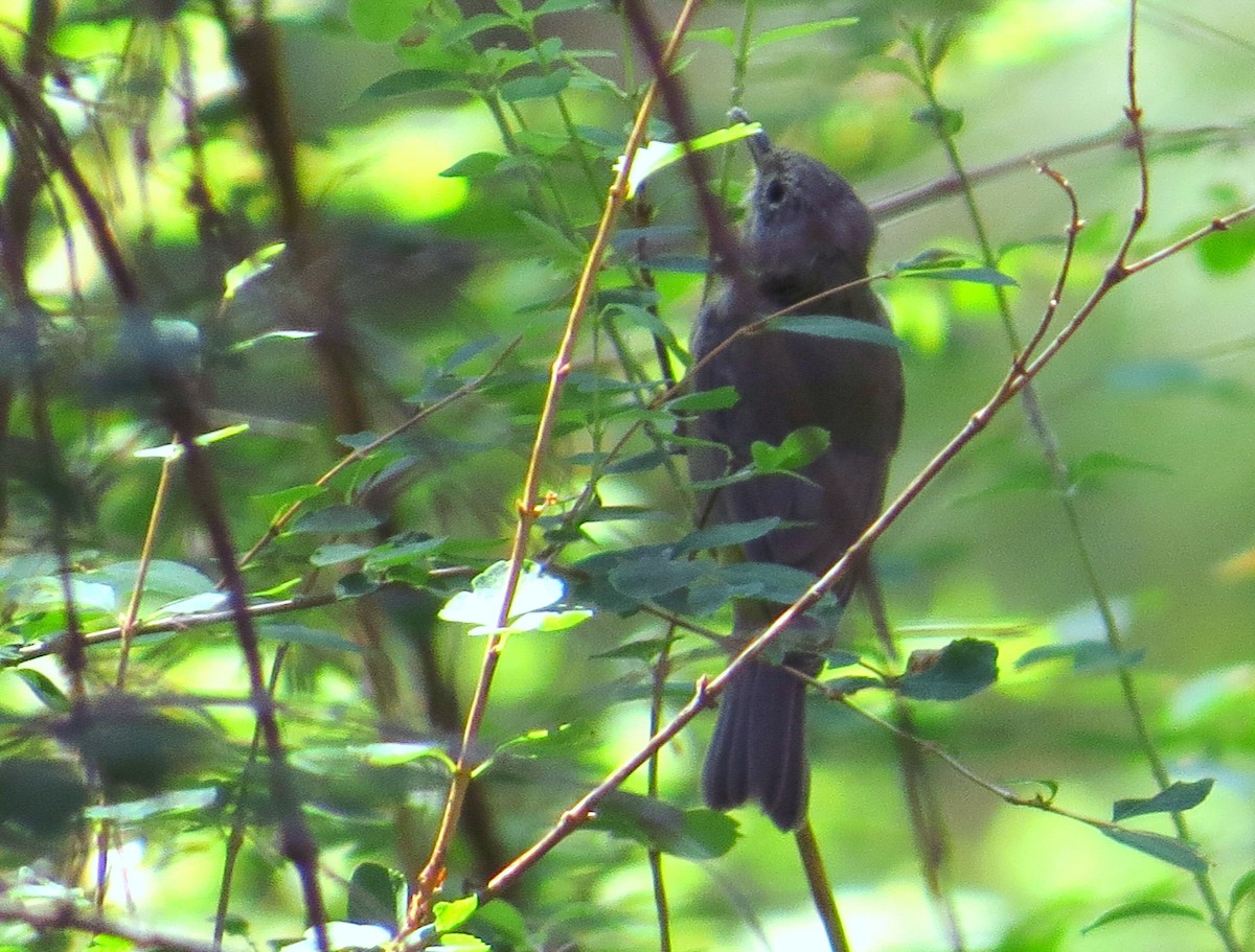 Virginia's Warbler - ML640505889