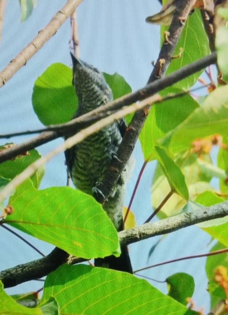 Lesser Cuckooshrike - ML640505905