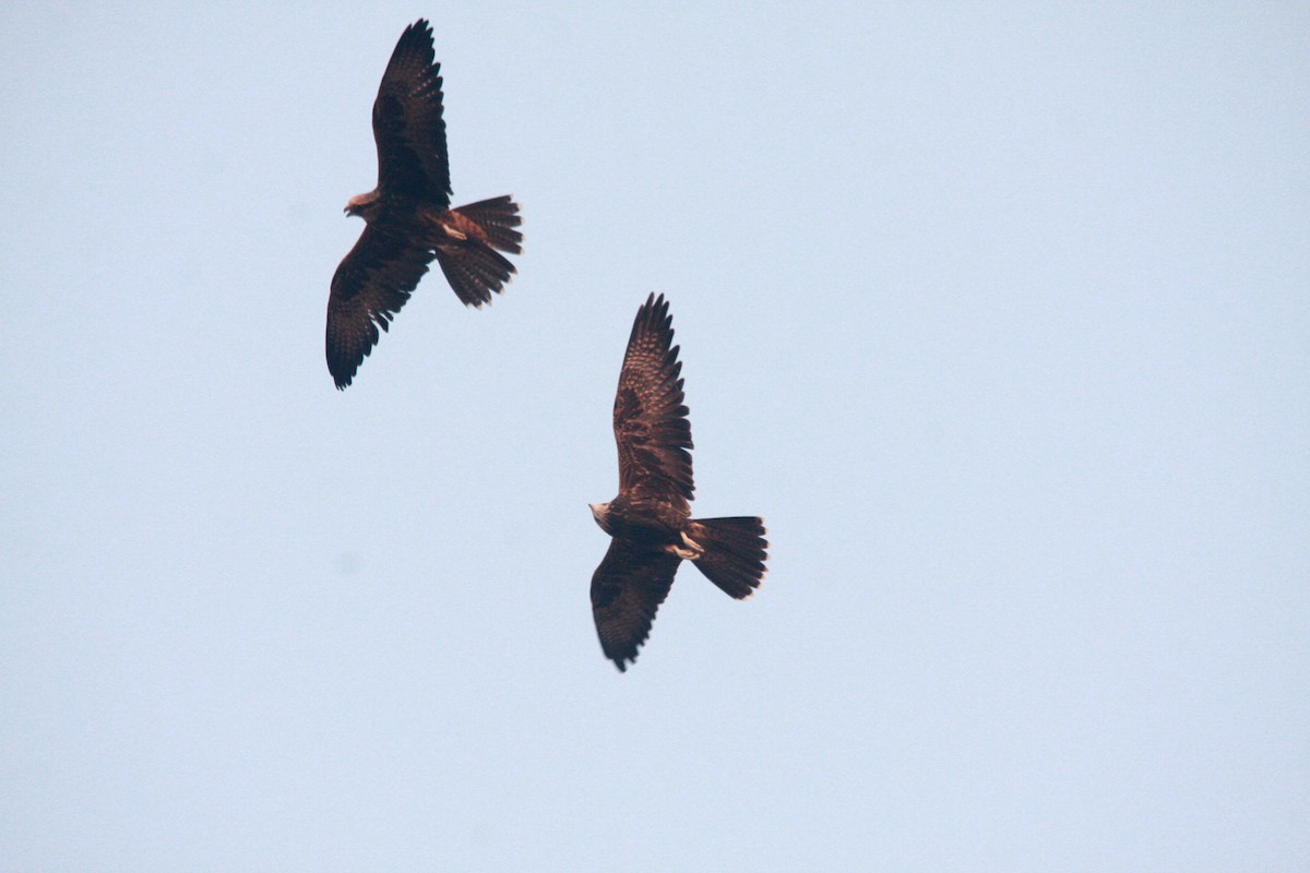 Laggar Falcon - ML640505914