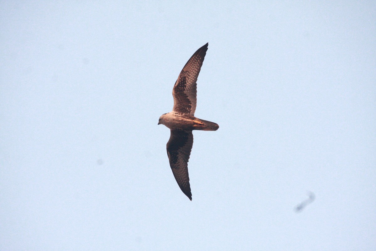 Laggar Falcon - ML640505915