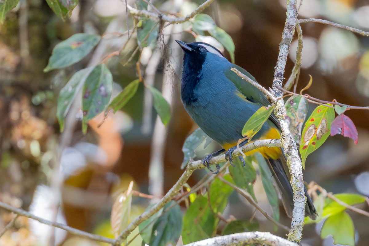 Eastern Crested Berrypecker - ML640505923