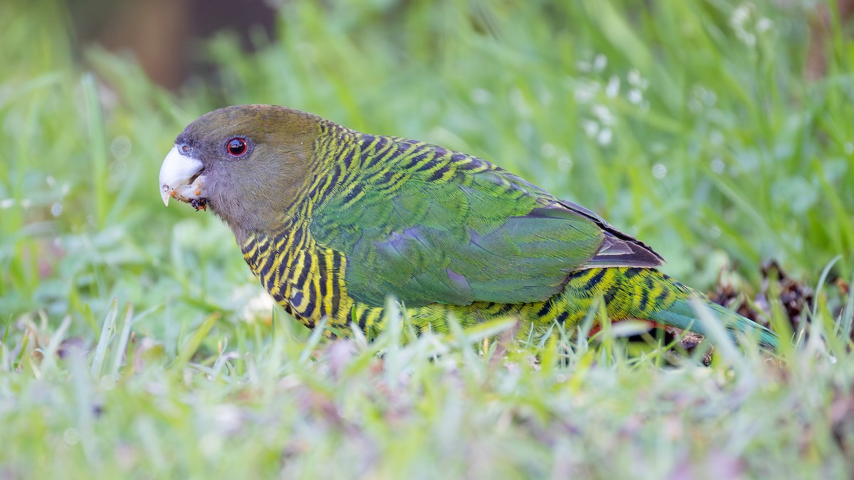 Brehm's Tiger-Parrot - ML640505924
