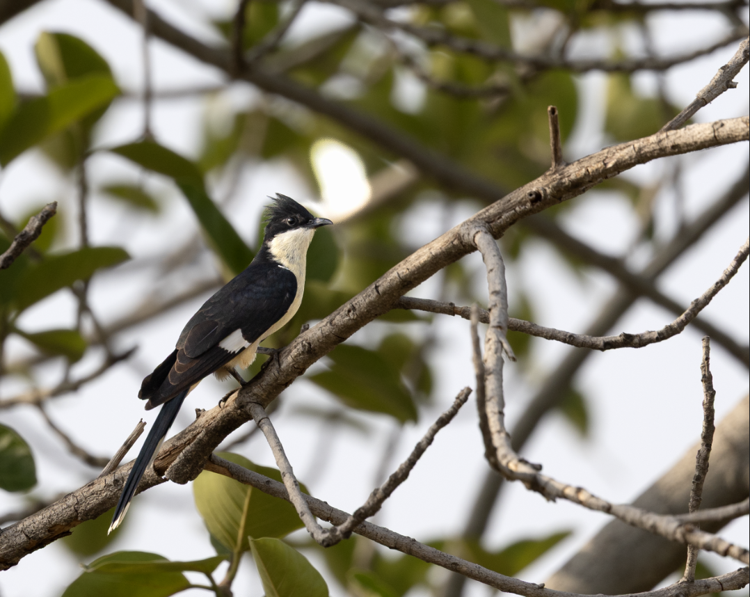 Pied Cuckoo - ML640505927