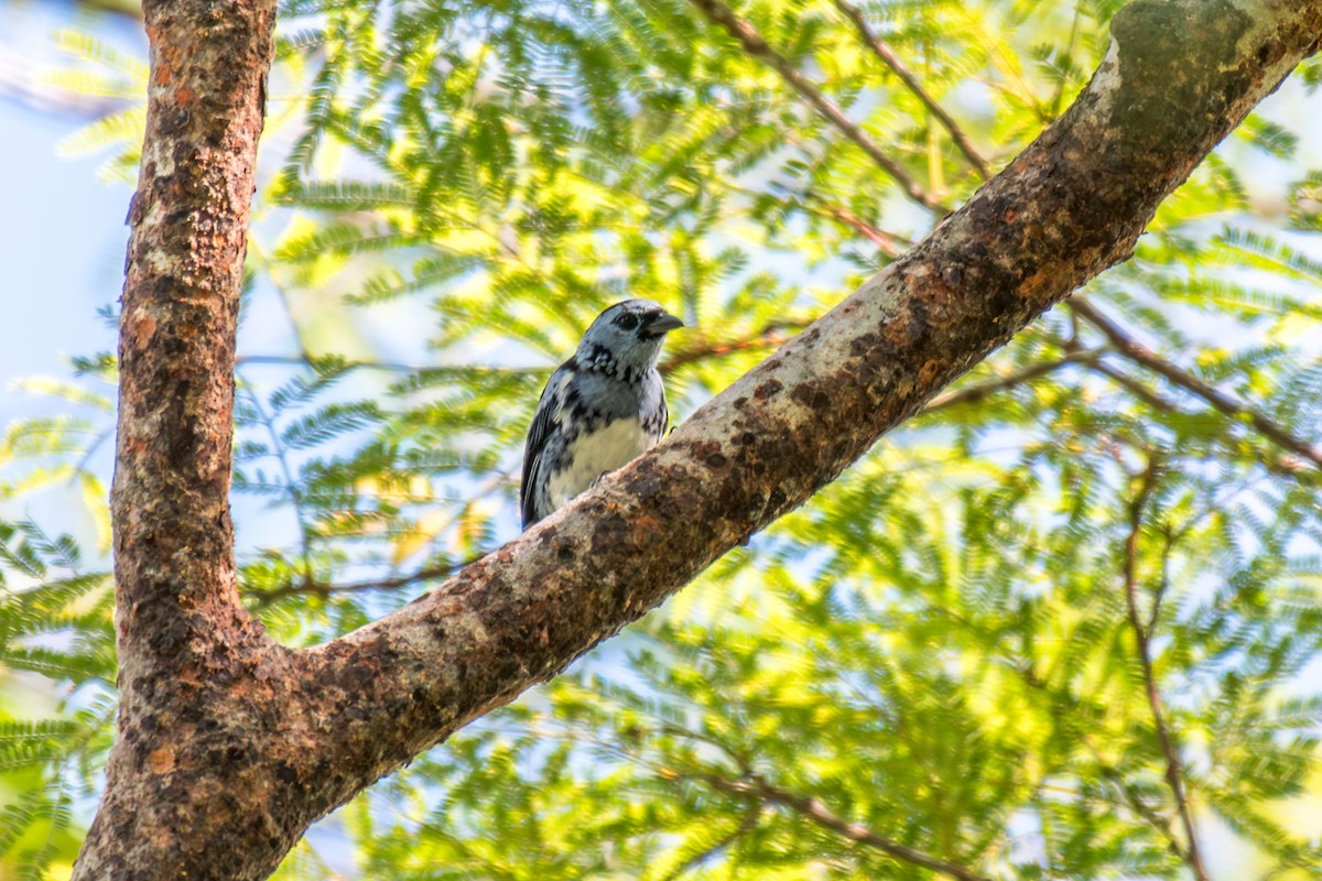 White-bellied Tanager - ML640505930