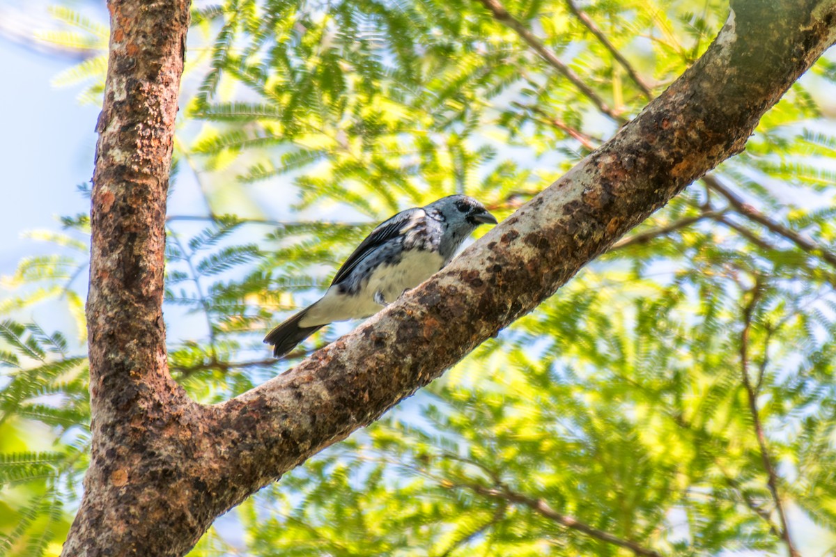 White-bellied Tanager - ML640505931