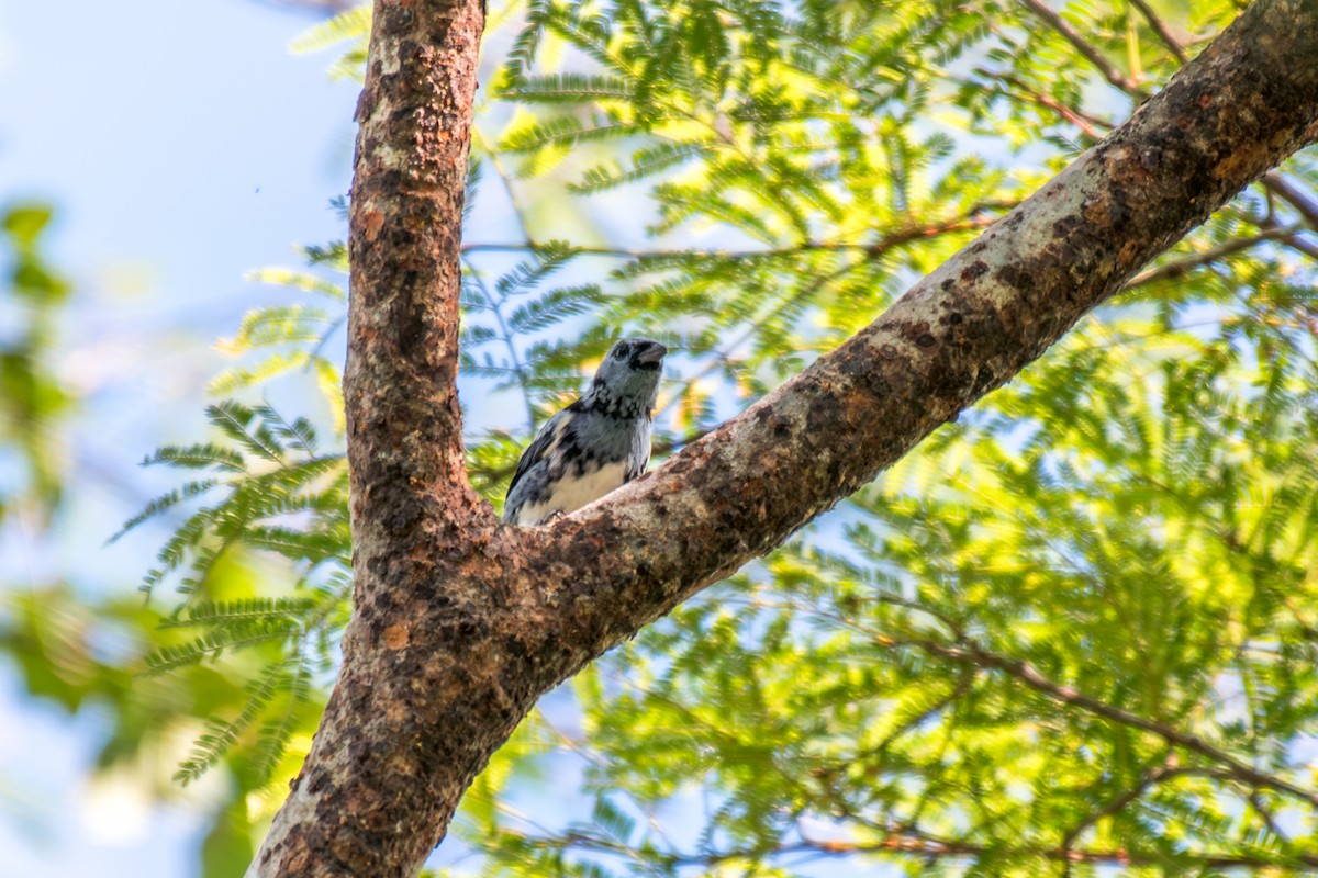White-bellied Tanager - ML640505932