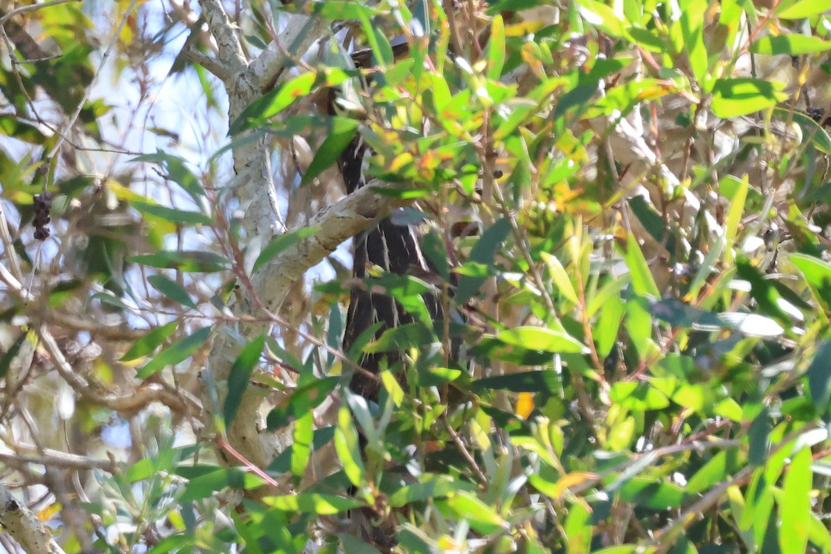 Black Bittern - ML640505950