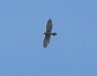Amurbussard - ML640505997