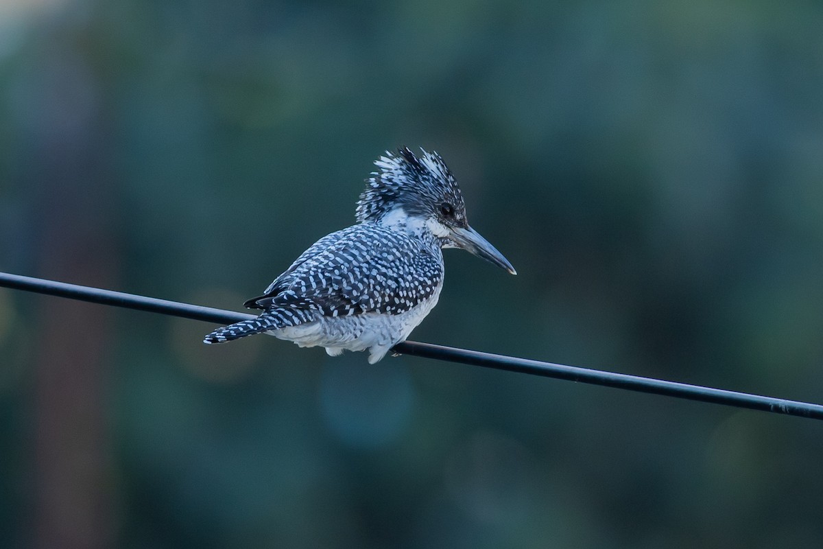 Crested Kingfisher - ML640506070