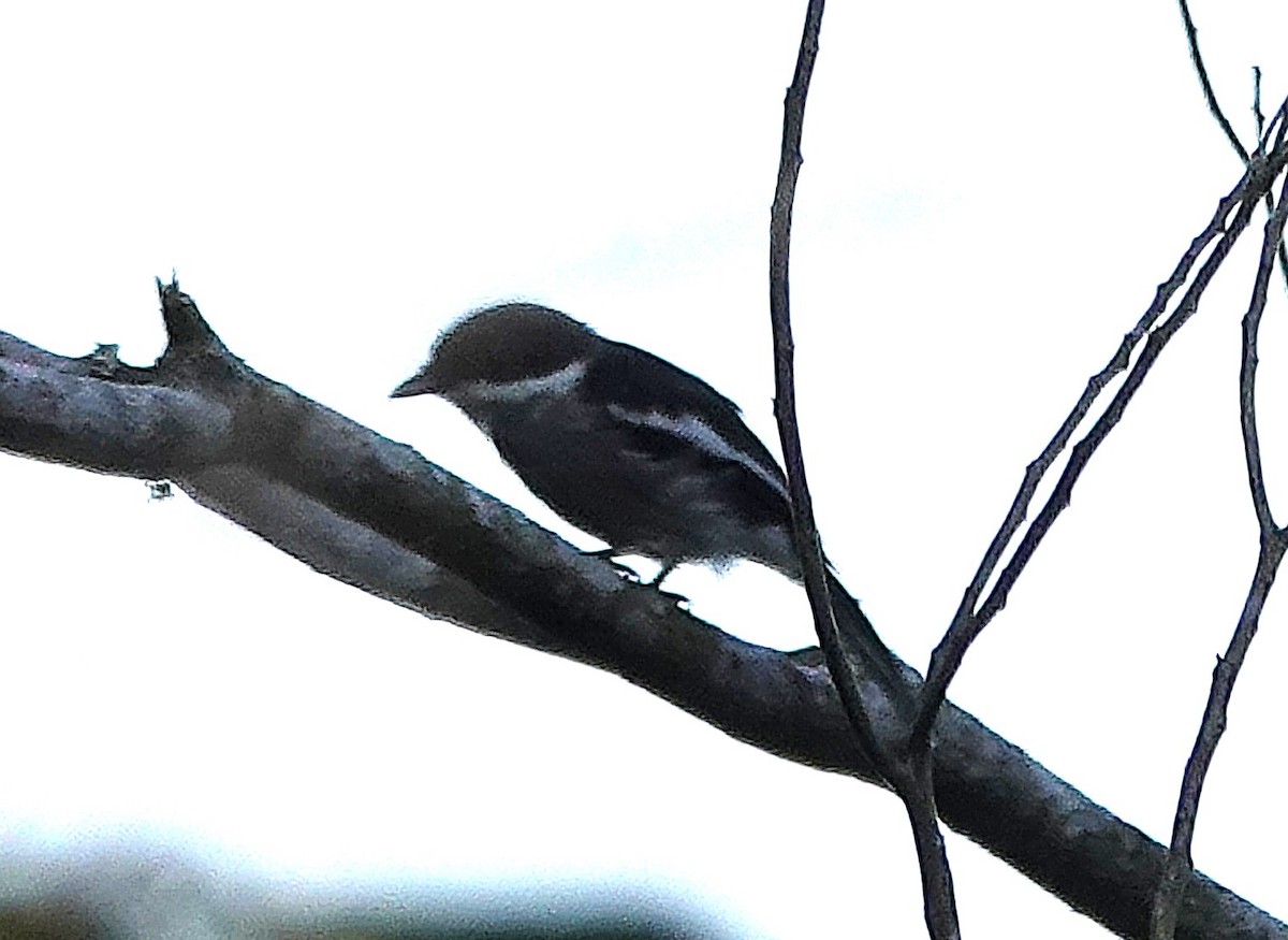 Bar-winged Flycatcher-shrike - ML640506072