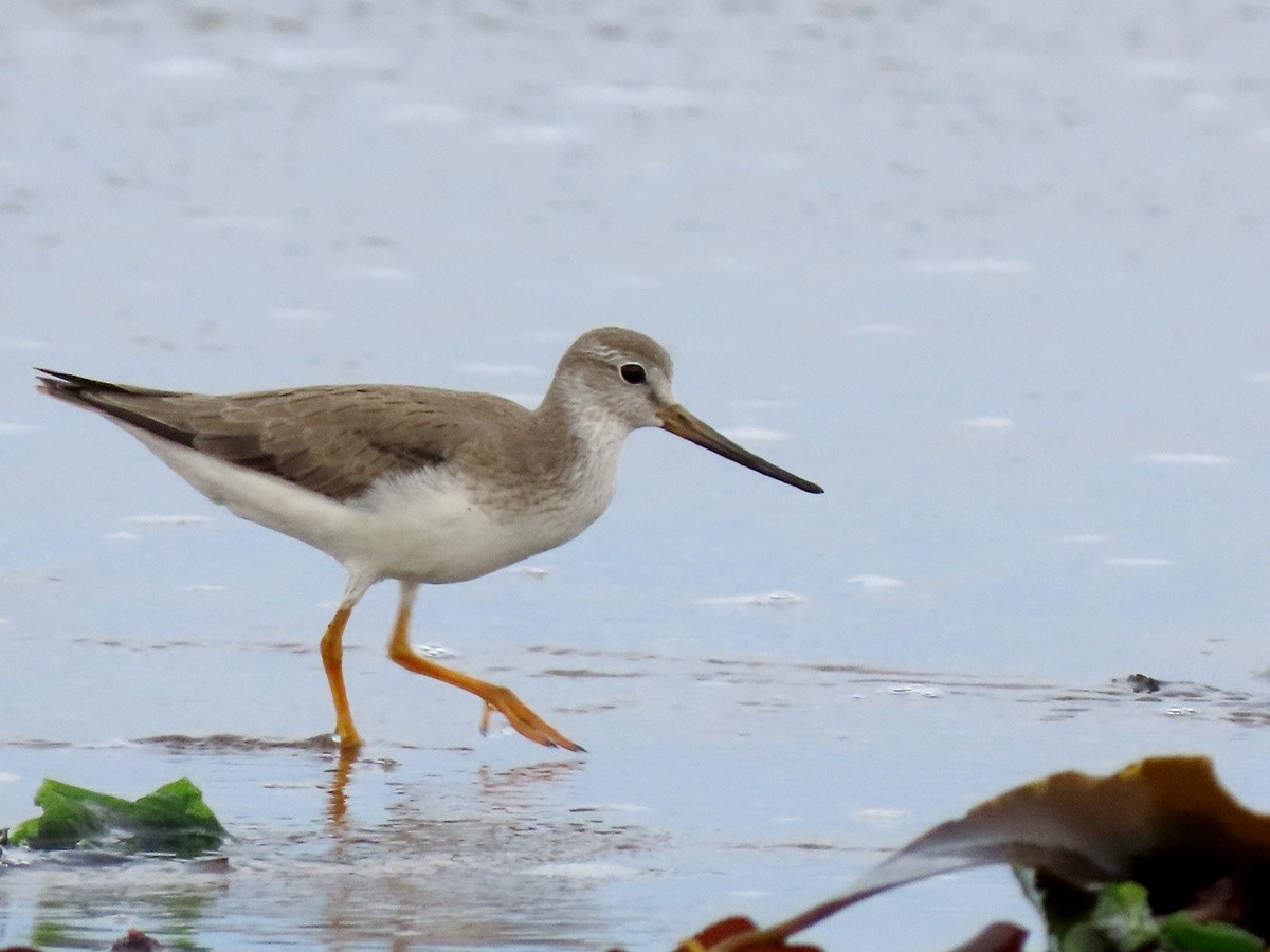 Terek Sandpiper - ML640506086