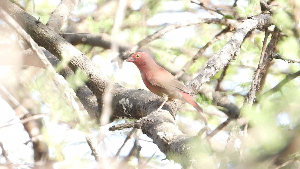 Red-billed Firefinch - ML640506089