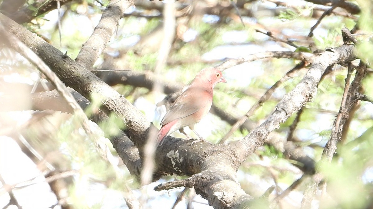 Red-billed Firefinch - ML640506090