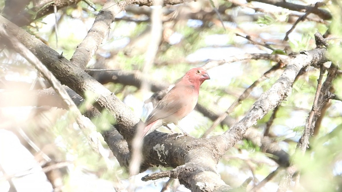 Red-billed Firefinch - ML640506091