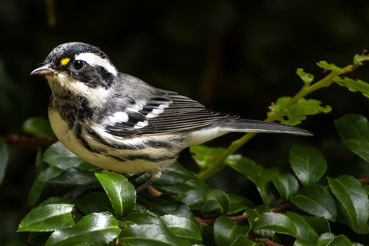 Black-throated Gray Warbler - ML640506133