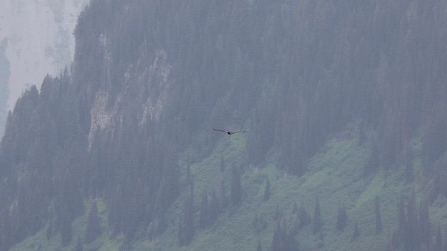 Aquila reale - ML640506156