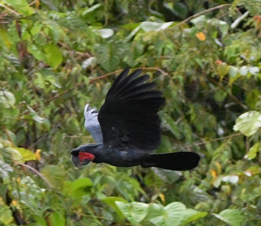 Cacatúa Enlutada - ML640506157