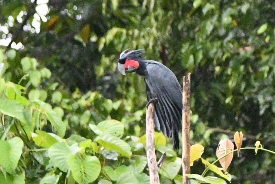Cacatúa Enlutada - ML640506158