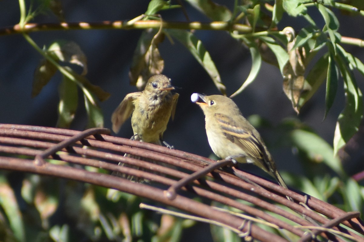 Western Flycatcher - ML640506178