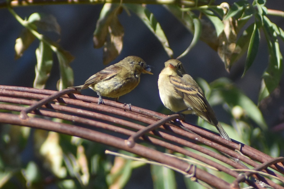 Western Flycatcher - ML640506179