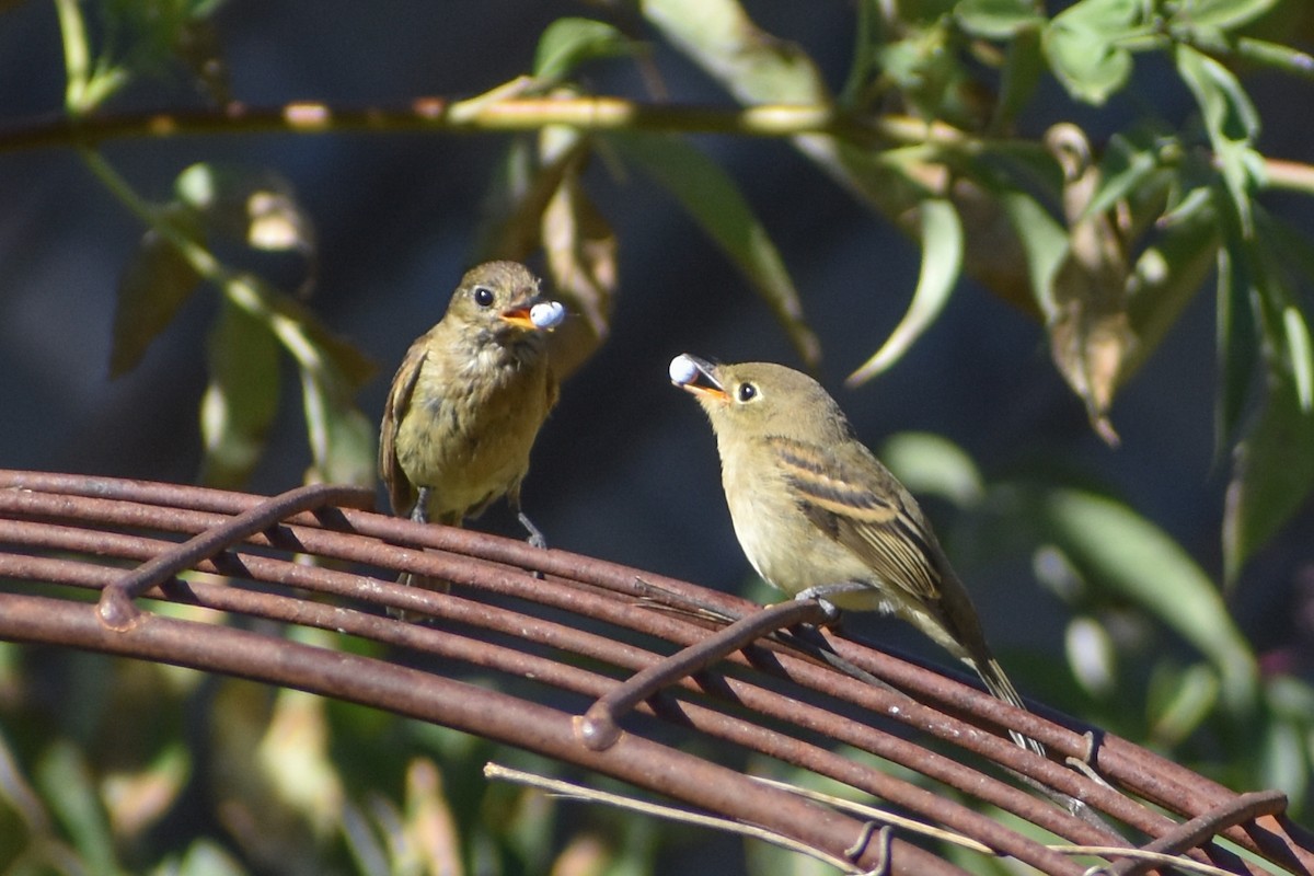 Western Flycatcher - ML640506180