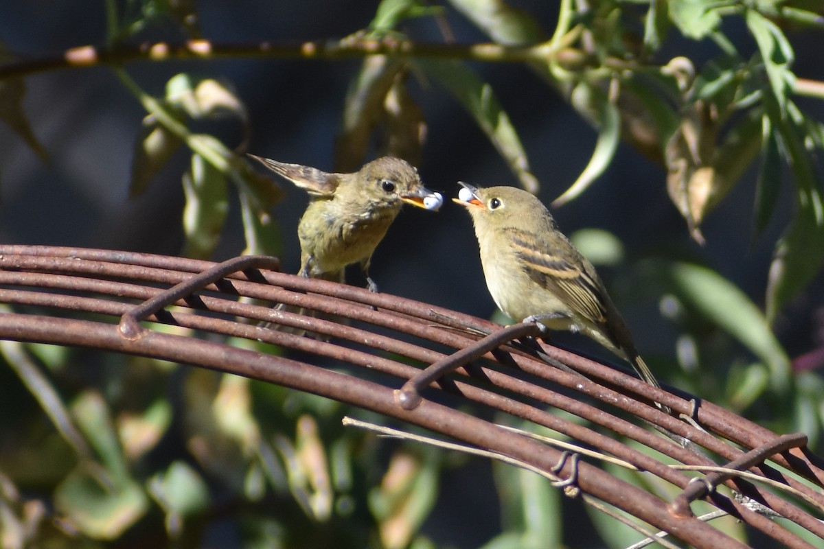 Western Flycatcher - ML640506181